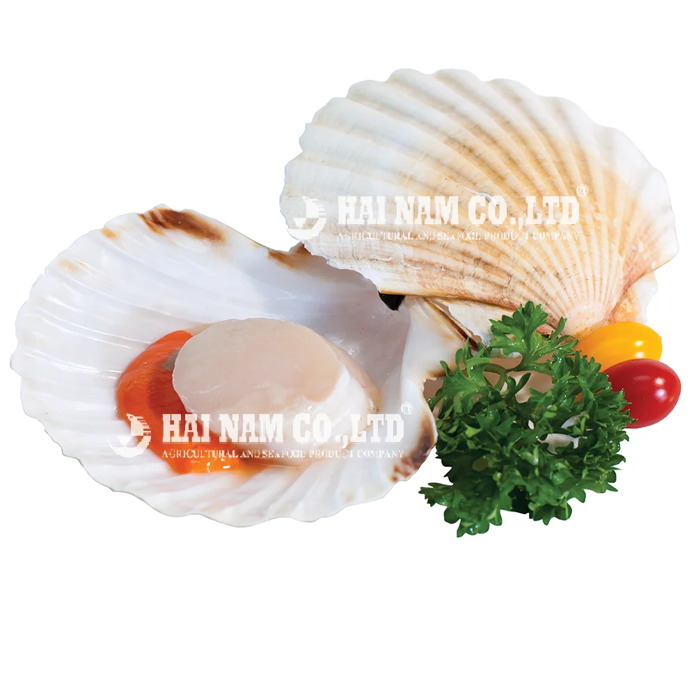 Good Quality 2 Years Shelf Life Characteristics Flavor Frozen Scallop Meat Made In Vietnam