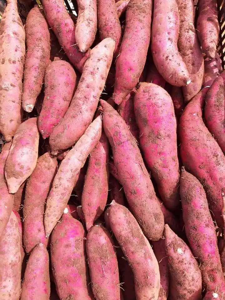 Японский сладкий картофель органический свежий из Вьетнама