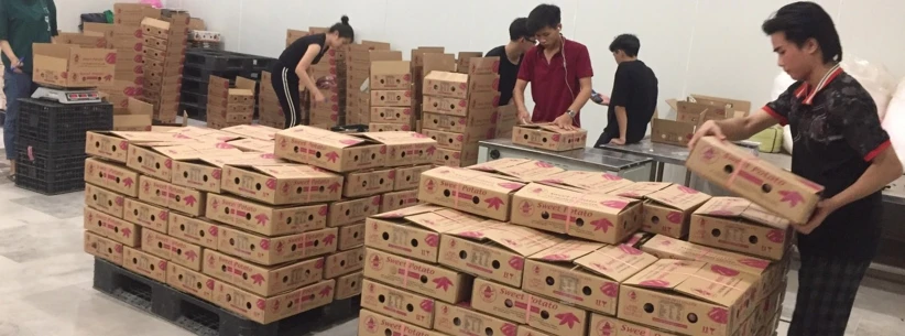 ATL GLOBAL - HLSO VANNAMEI SHRIMP WITH HIGH QUALITY FROM VIETNAM ( Whatsapp: +84975262928, Helen)