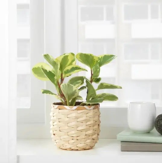 Natural bamboo plant basket handmade in Viet Nam