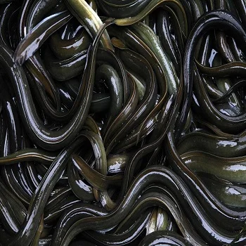 Export Quality Live Eel Fish