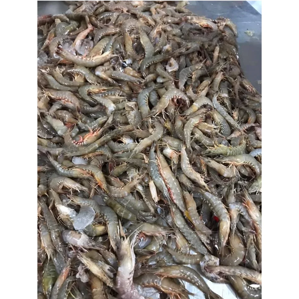 Competitive Price Natural Frozen Fresh Seafood Mild Sweet Whole Cooked Shrimps Frozen With PE Bag Exported From Vietnam