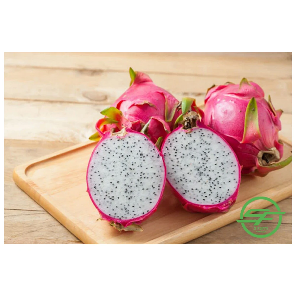 Fresh White Dragon Fruit from Vietnam with standard quality and best price high quality for export White flesh ready to shipping