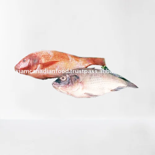 
Tilapia [Siam Canadian Group Limited] seafood, fish, shrimp, fillet, squid 