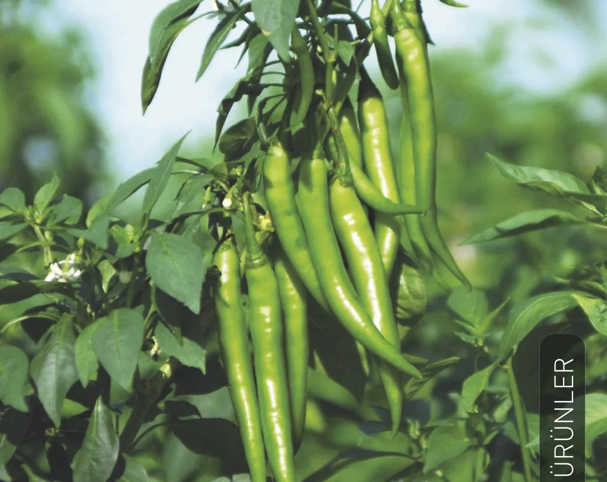 Organic Water Soluble  1L, 5L, 10L, 25LT Liquid Fertilizers Best Quality Best Price