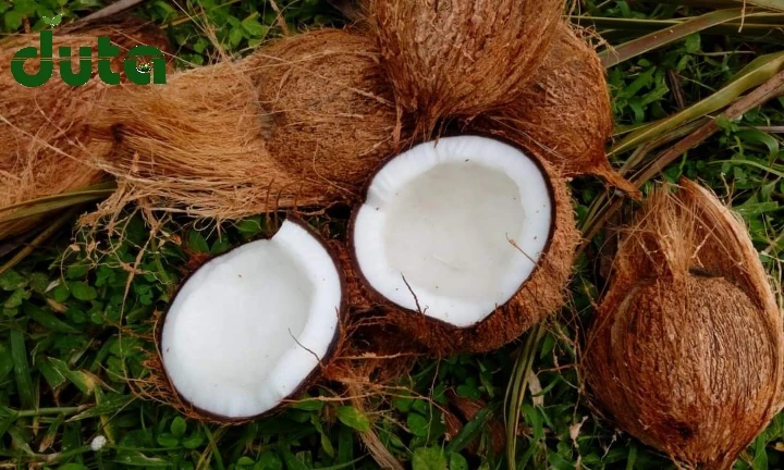 Дешевые свежие зрелые органические кокосы для продажи