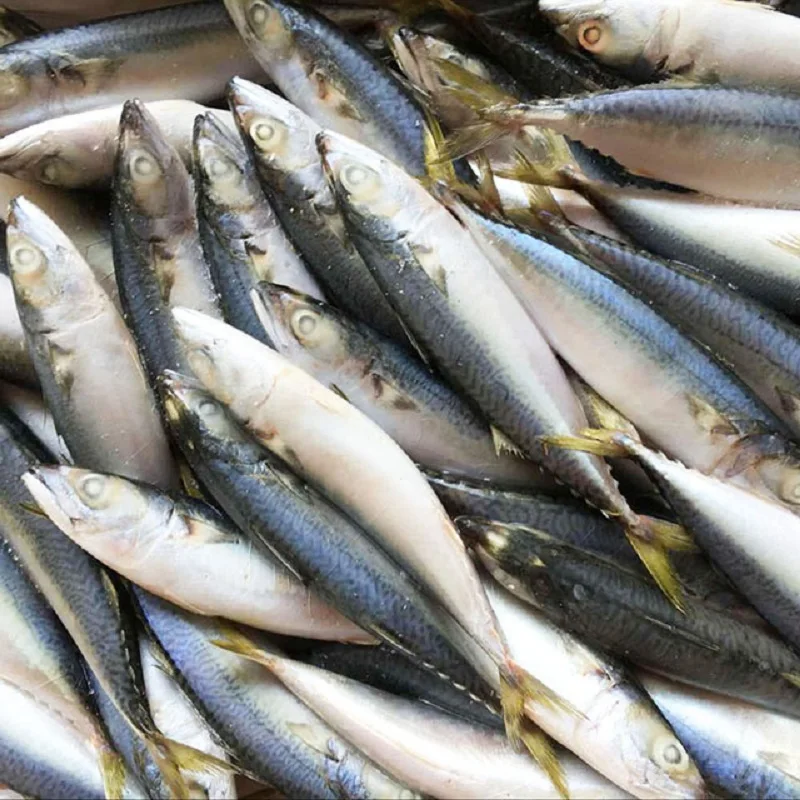  Замороженная лошадиная скумбрия/Тихоокеанская/индийская/атлантическая скумбрия по конкурентоспособным