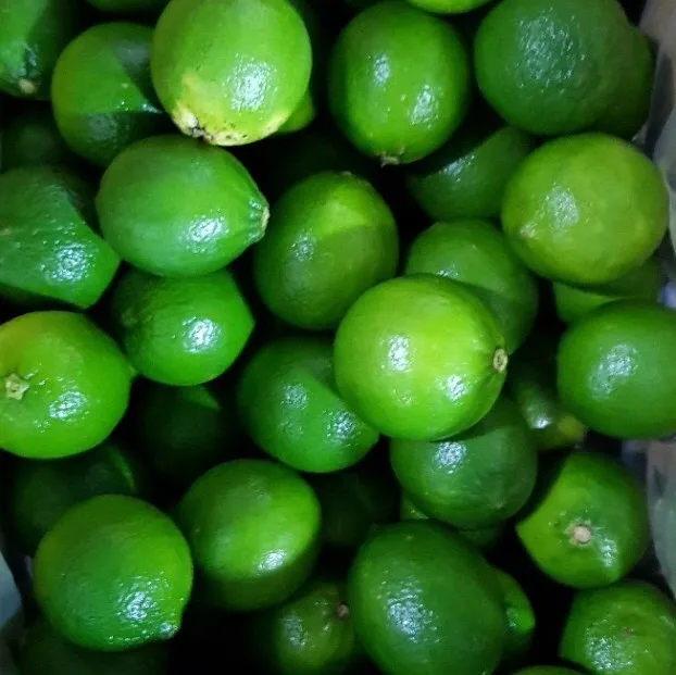 FRESH SEEDLESS LIME FULL SIZE S/M/L FOR DUBAI MARKET CHEAP PRICE TRACY CAO 84 969 800 854