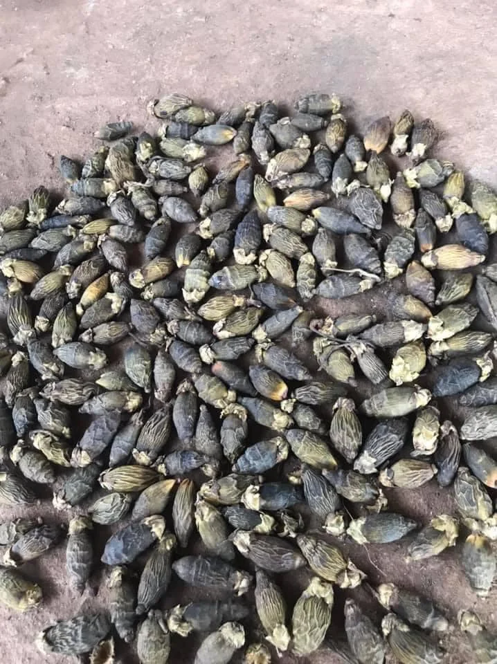 Полностью расправленные Сушеные Орехи/орехи арекса, сделанные во Вьетнаме // Jolene + 84 336089155