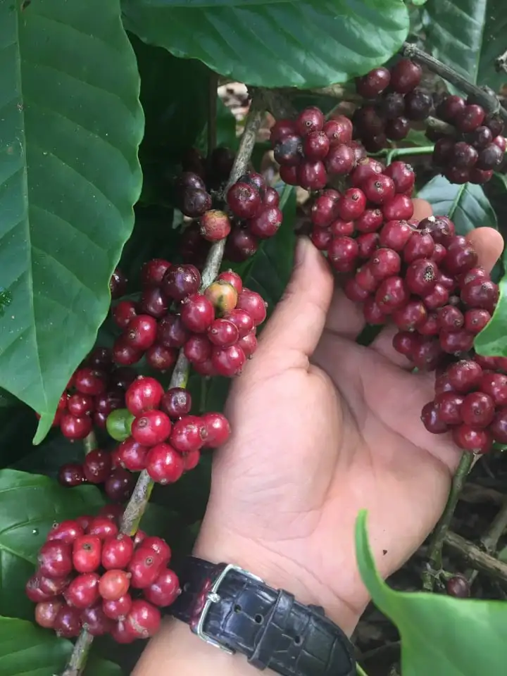 Высококачественные кофейные зерна Arabica Robusta, Вьетнам