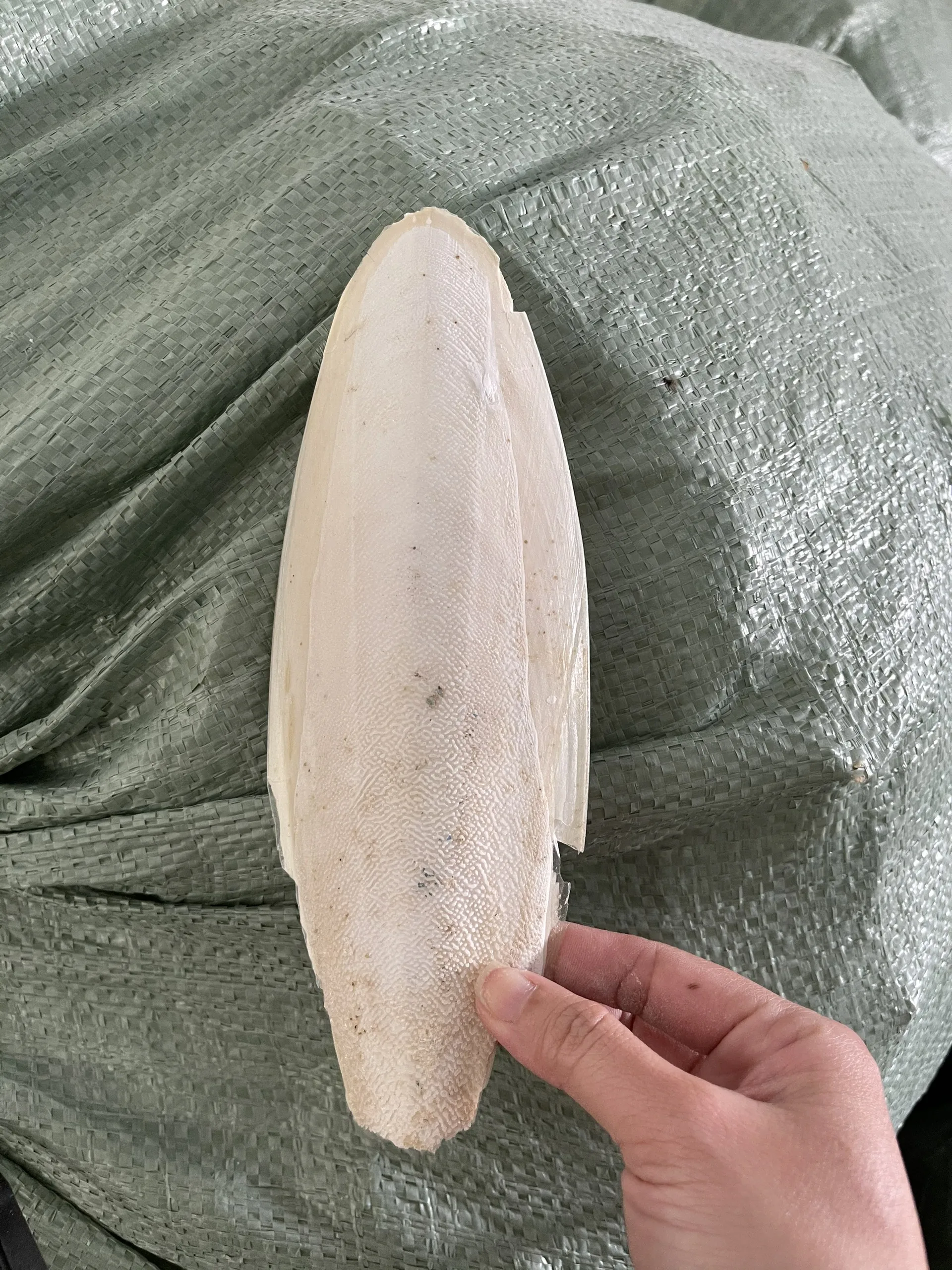 Вьетнамский поставщик сушеных костей для морской слепки оптом/мисс нари + 84 976 592 207