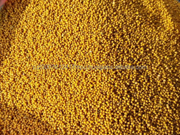 Семена желтой горчицы премиум-класса придают еде едкий острый вкус и для лечения многих заболеваний, горчицы