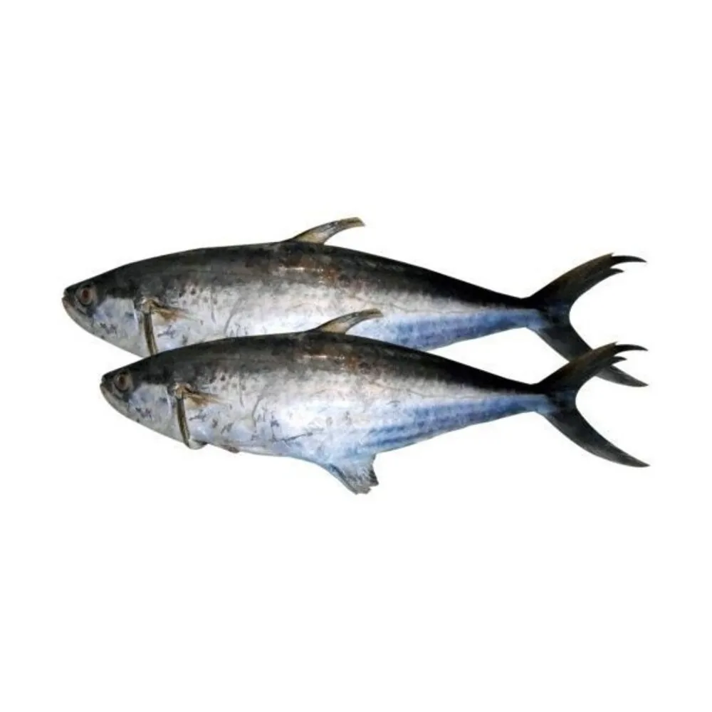 Cheap Priced Frozen Wahoo/king Fish Whole Round for Sale