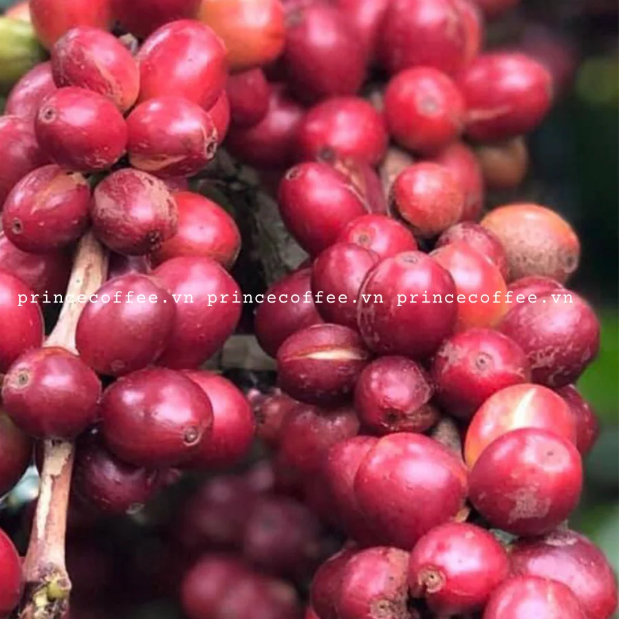 Оптовая продажа вьетнамские кофейные зерна Arabica Robusta зеленые высококачественные