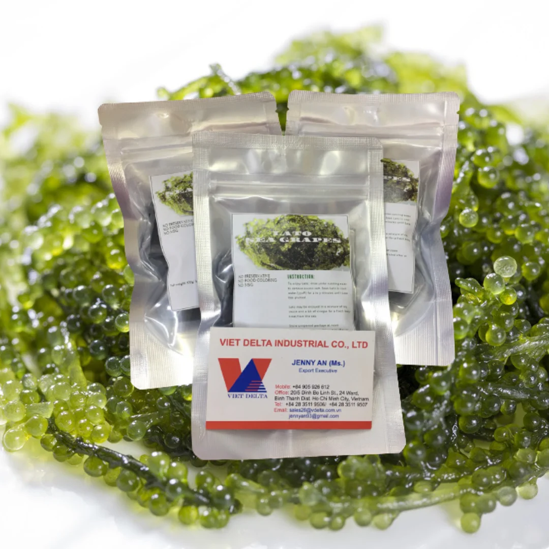 
Organic Sea Grapes - Japanese Umibudo Green Caviar - Delicacy Seaweed - Dehydrated, Marinated Lato Seaweed in Salt 