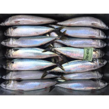 
SEA FROZEN PACIFIC HERRING WHOLE 
