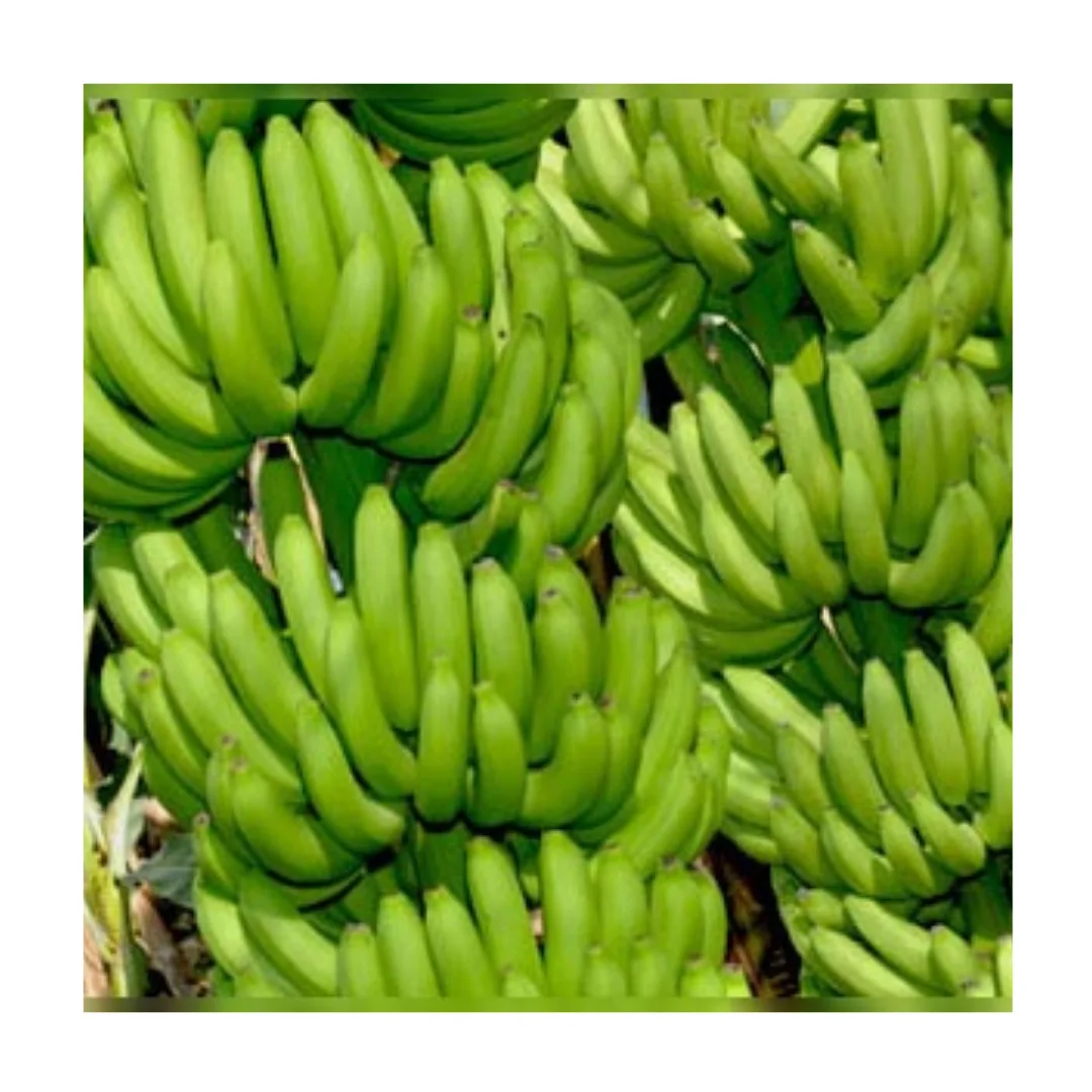Fresh Cavendish Banana From Vietnam/ Kotinochi brand