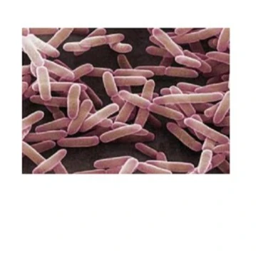 
Saccharomyces cerevisiae Probiotics 
