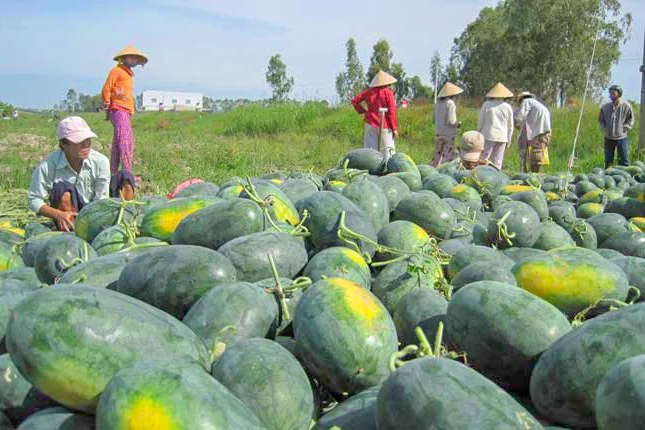 fresh fruit watermelon new crop high quality