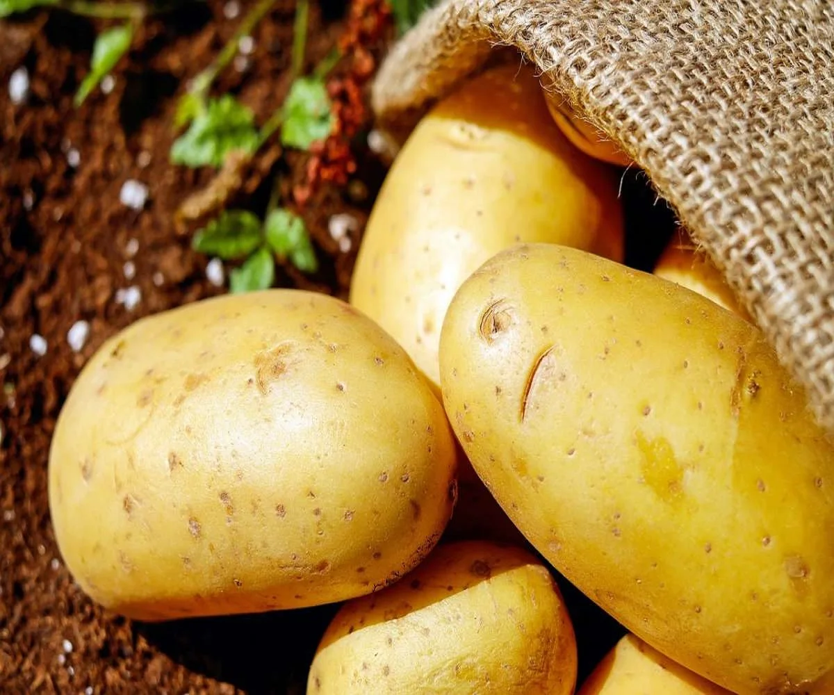 2021 Best Premium Quality Fresh Potato in a Wholesale price