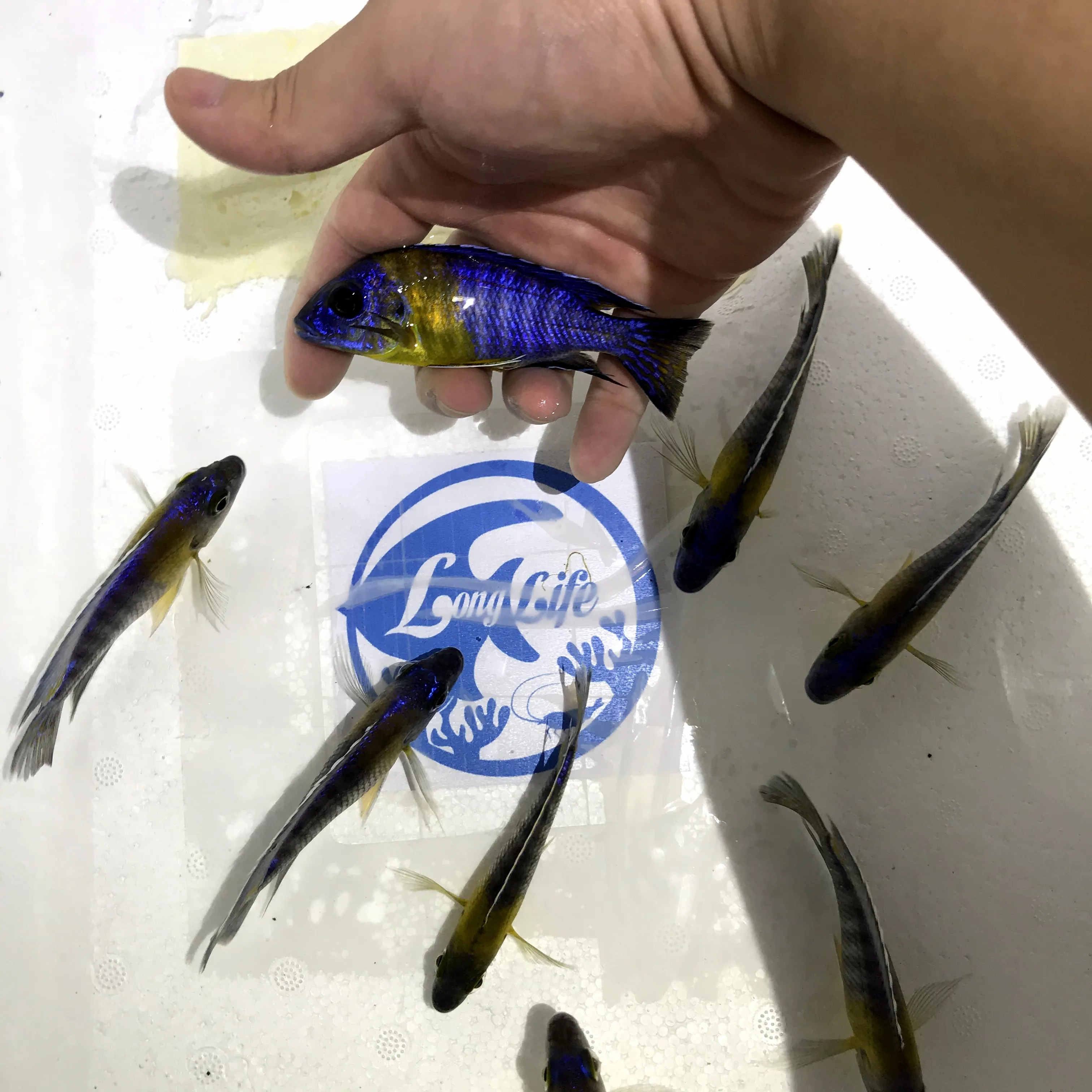 
Farm bred Aulonocara Stuartgranti 