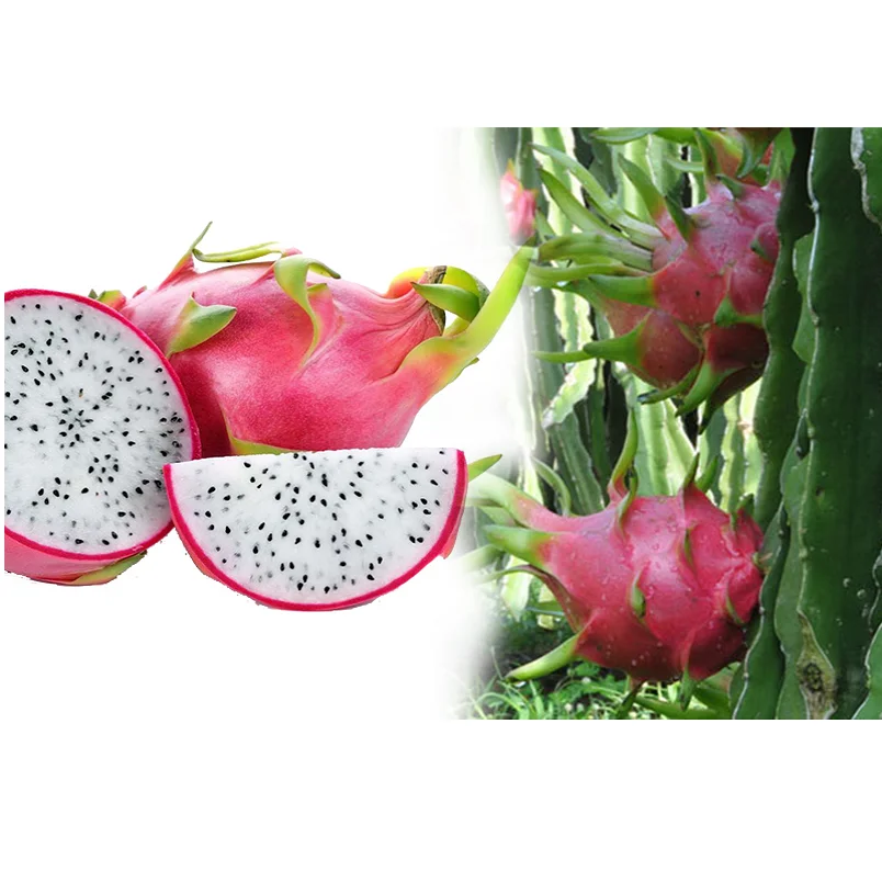 Tasty fresh Dragon fruit from Vietnam (Whatsapp/zalo/wechat: +84 912 964 858)