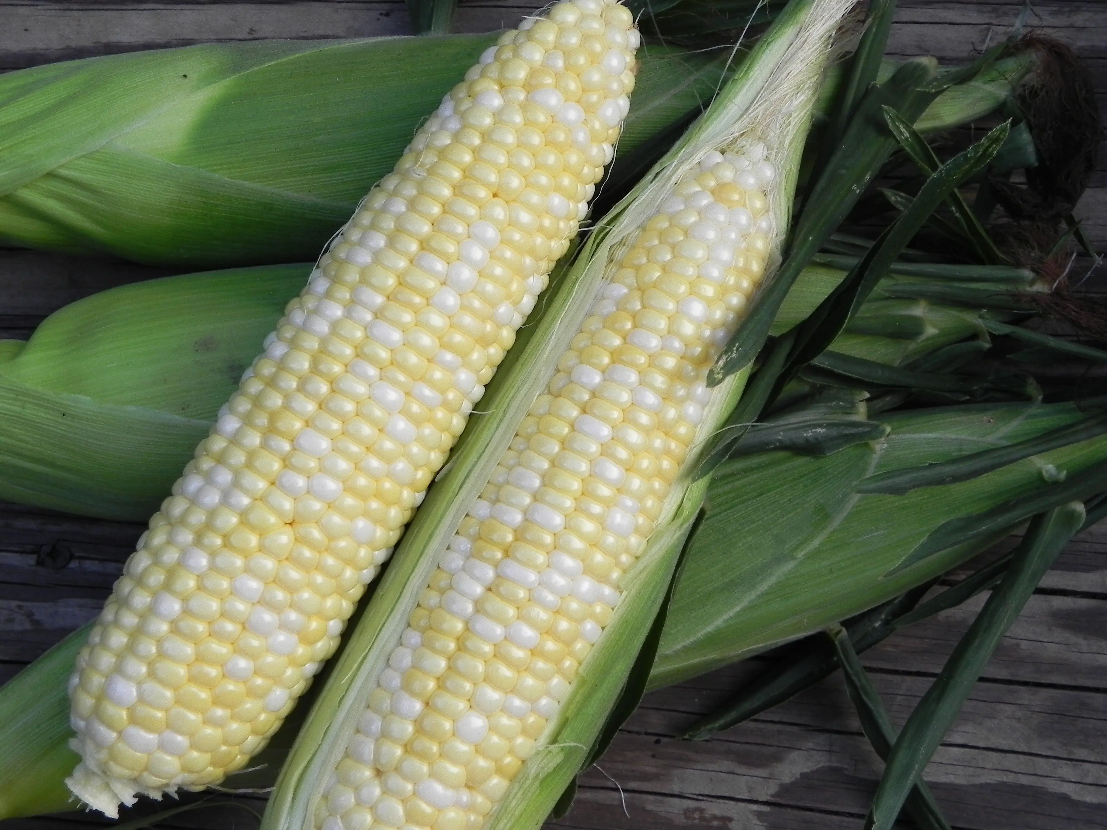 CHEAP PRICE WHITE MAIZE