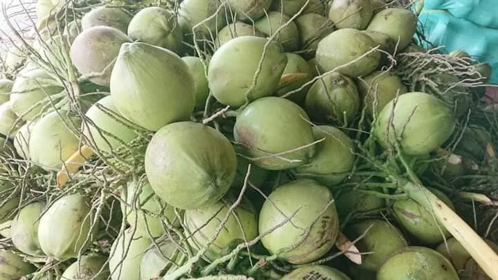 Молодой кокос свежий Вьетнам экспорт 100% свежие фрукты Лучшая цена высококачественные натуральные вкусные напитки продукт