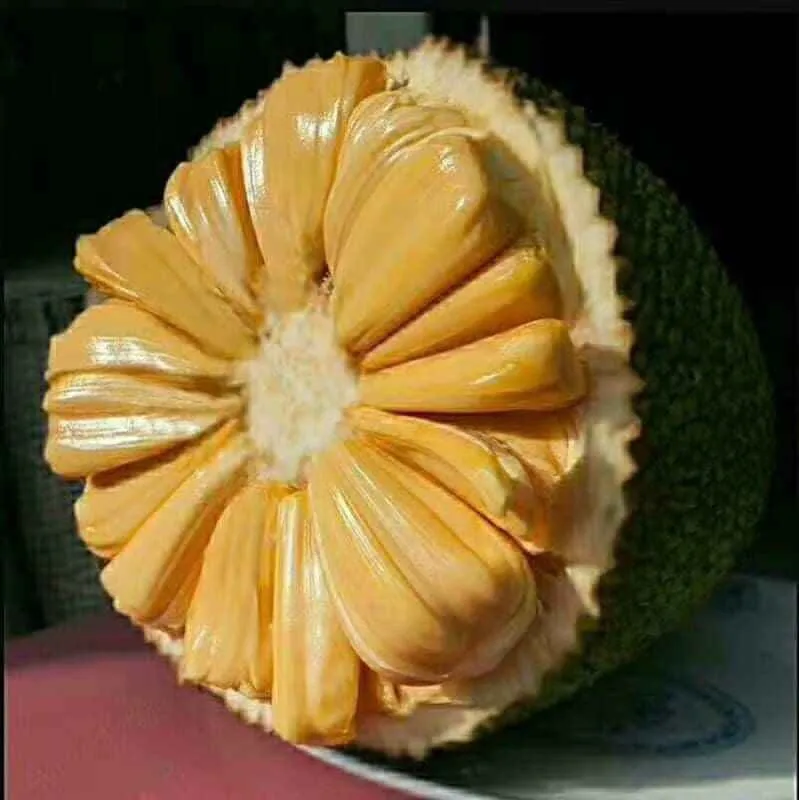 Vietnam fresh Jackfruit - Premium, high quality, clean farming, VietGap,  prestige, attractive price