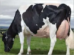 
Live Pregnant Goats/Horses/Donkeys/Cattle/Cows/sheep and Camel For SALE 