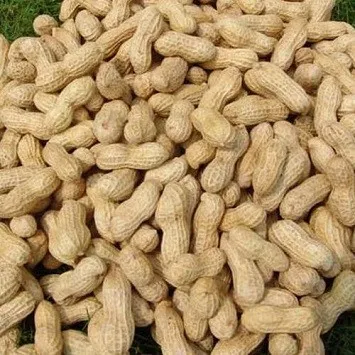 High Quality Sun Dried Peanut At Attractive Prices