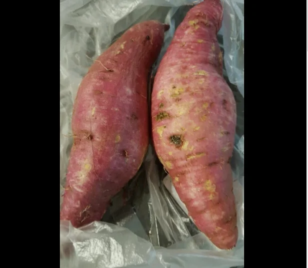  Лидер продаж экспорт // японский сладкий картофель из Вьетнама для оптовой продажи только $2 / Ms Sofia + 84 789946878