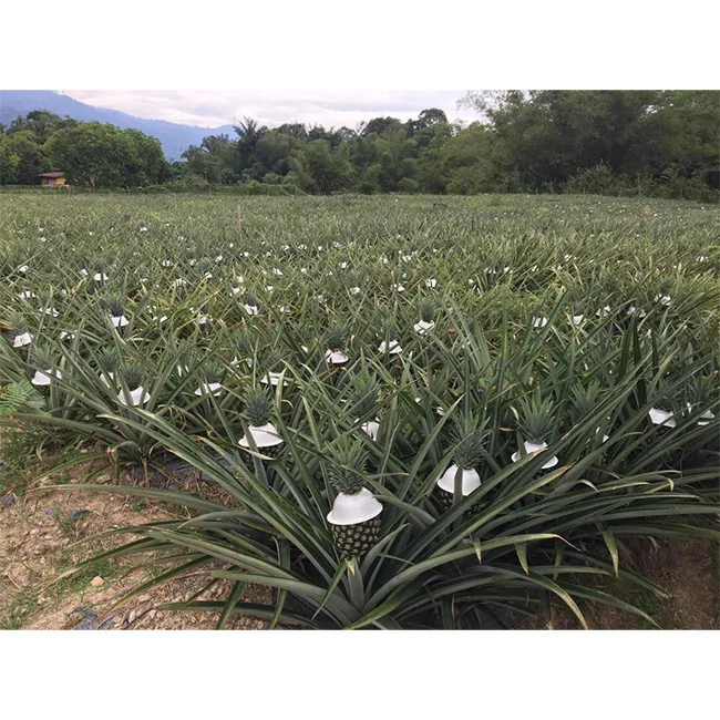 Распродажа свежих и сладких ананасов лучше всего подходит для фруктов салата пиццы гамбургеров можно использовать консервированных