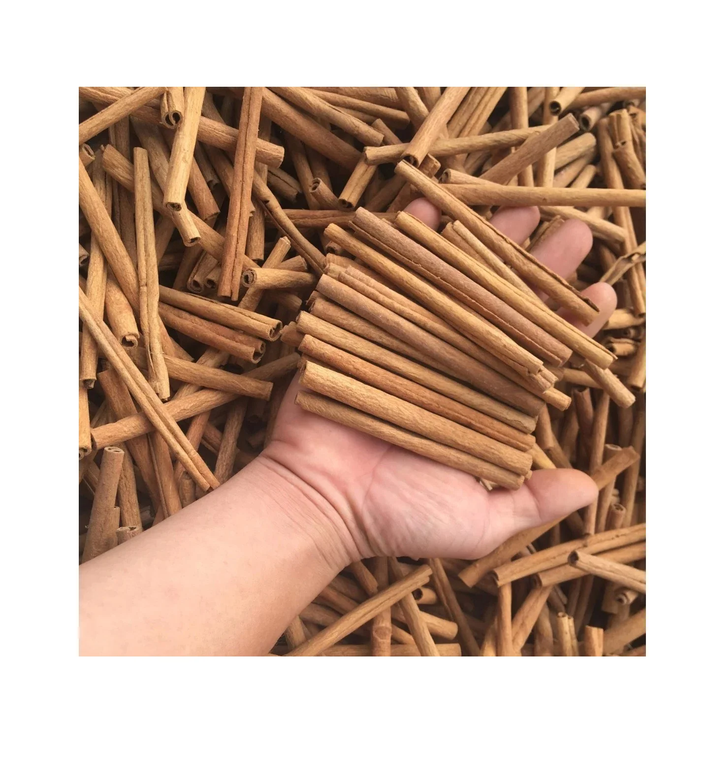High Quality pure Cinnamon natural cinnamon best price in Vietnam