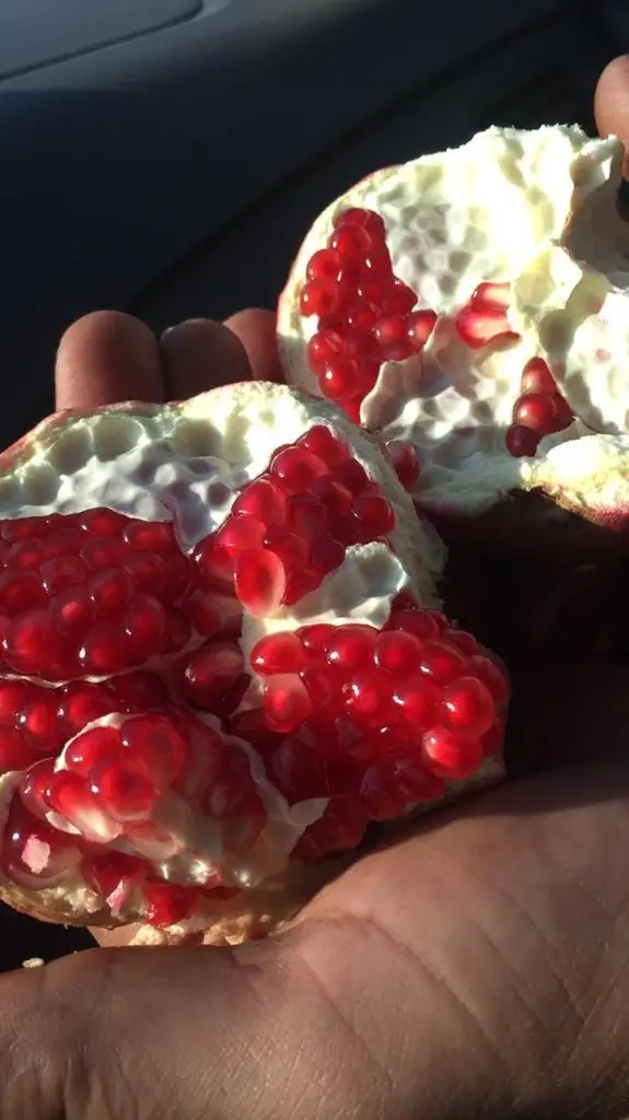 Pomegranate / Fresh Pomegranate