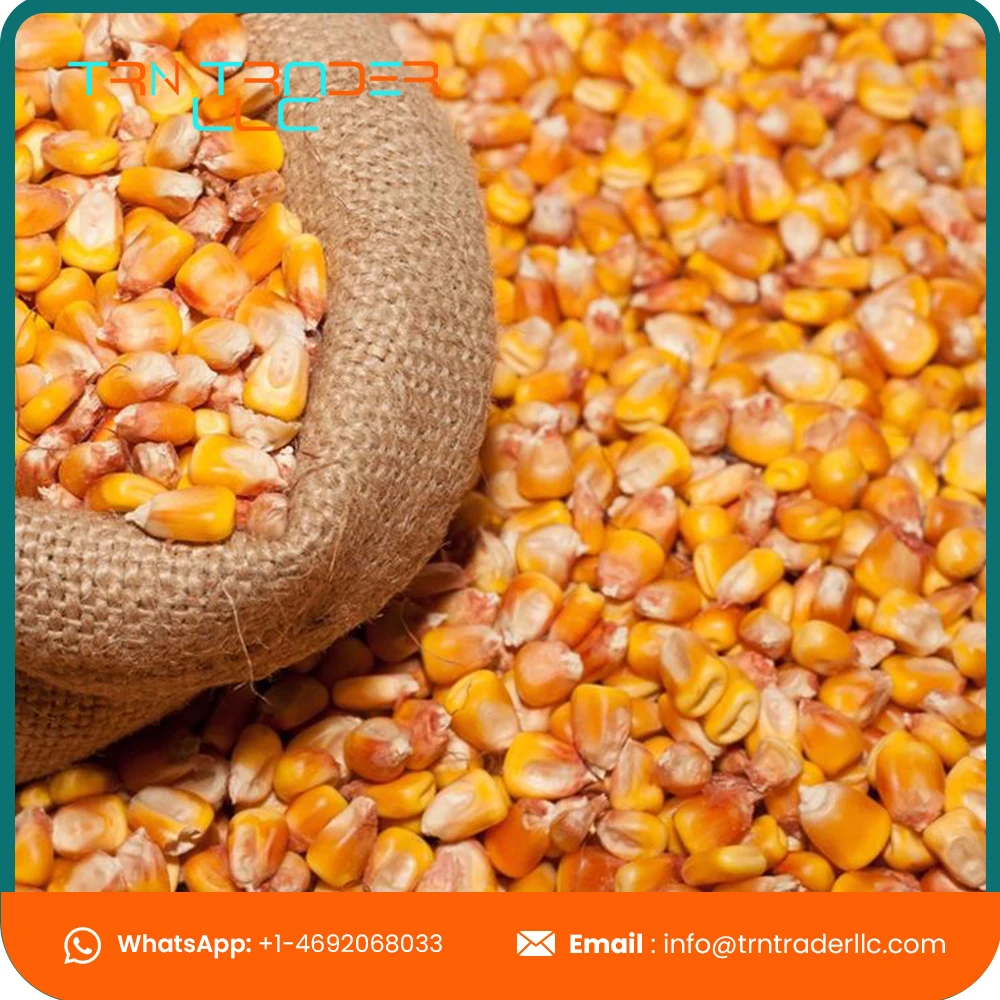 Высококачественная желтая кукуруза и белая для корма людей животных