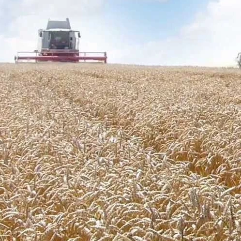 
Best Quality Premium Grade Rice Bran 