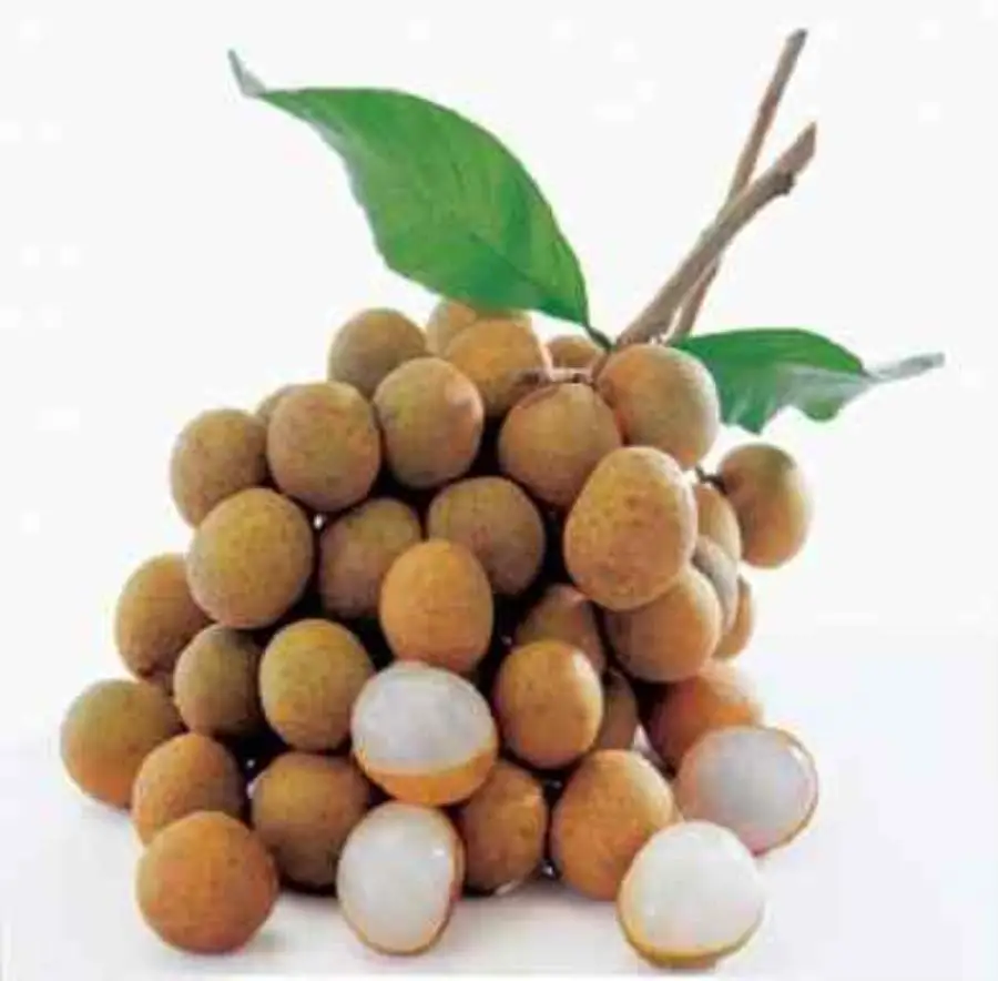 BEST SELLING PRODUCT - FROZEN LONGAN WHOLE FROM AN VAN THINH FOOD COMPANY IN VIETNAM