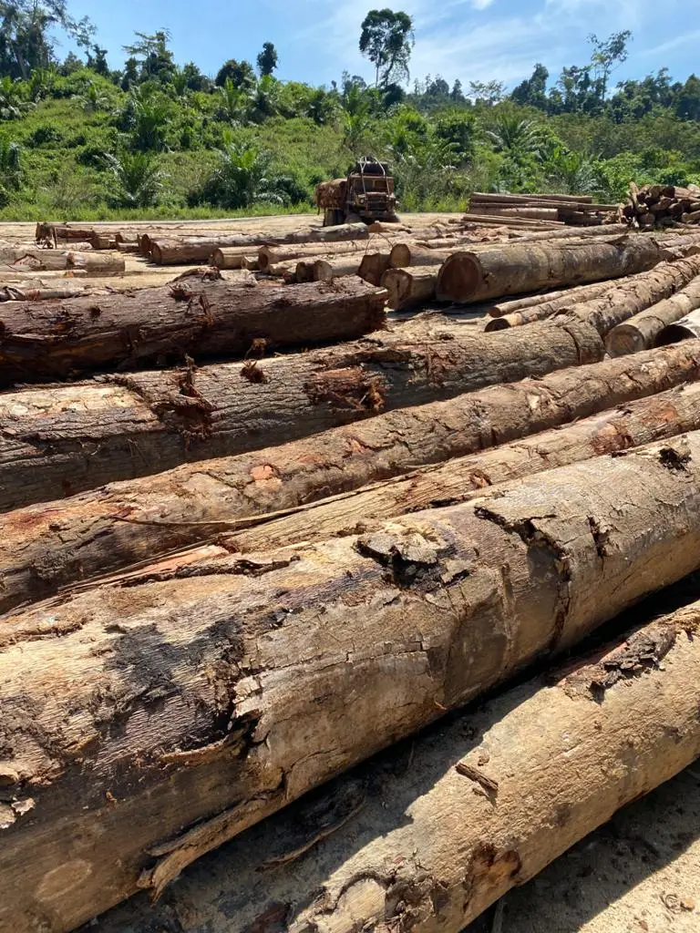 Chengal Log Raw Wood Logs - Veneer Log Timber