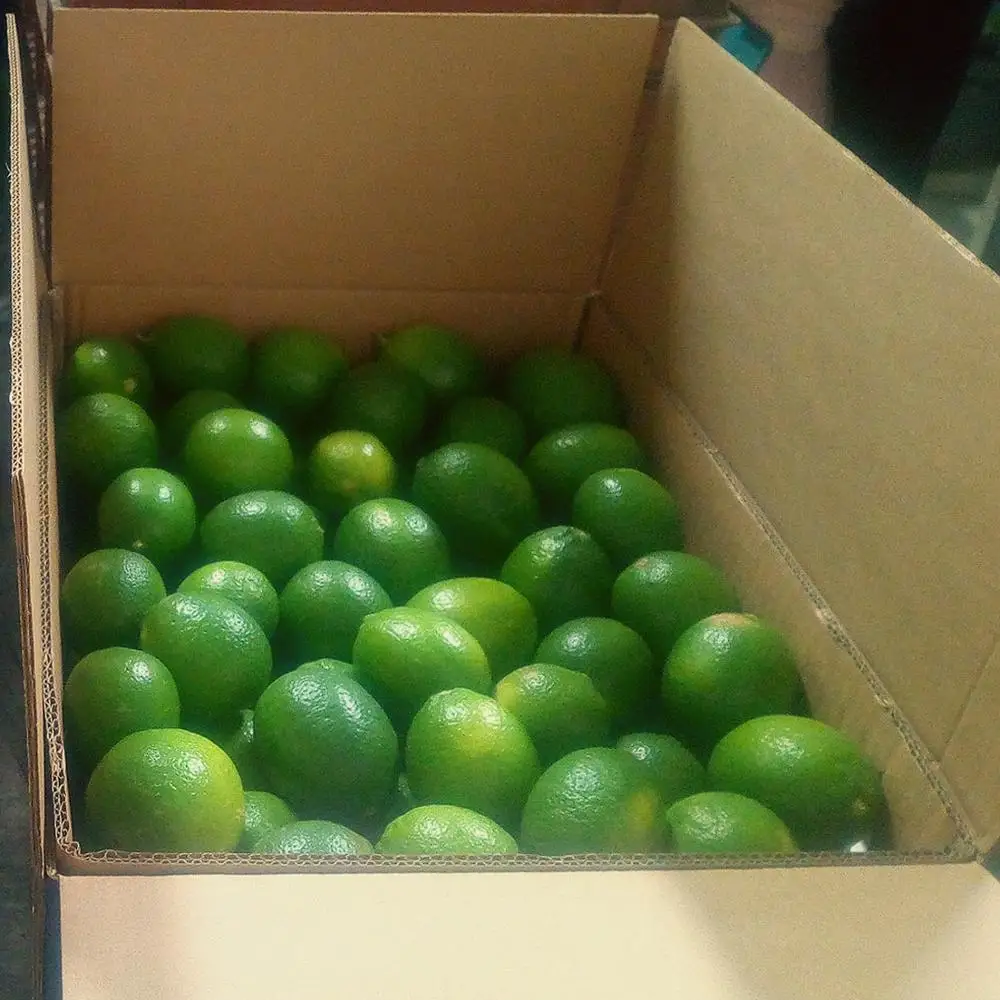 Fresh Organic Lemon For Sale | First Grade Egyptian Lime and Lemon