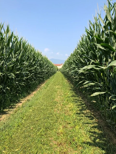 PRIVATE LABEL make your logo Organic italian quality instant polenta corn yellow FLOUR 500gr