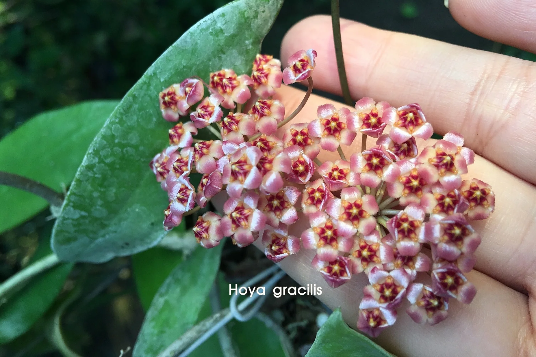  Hoya завод из Таиланда