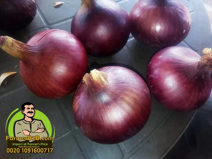 2021 NEW crop 100 mm Fresh Red Onion SUPER Quality VERY COMPETITIVE Prices