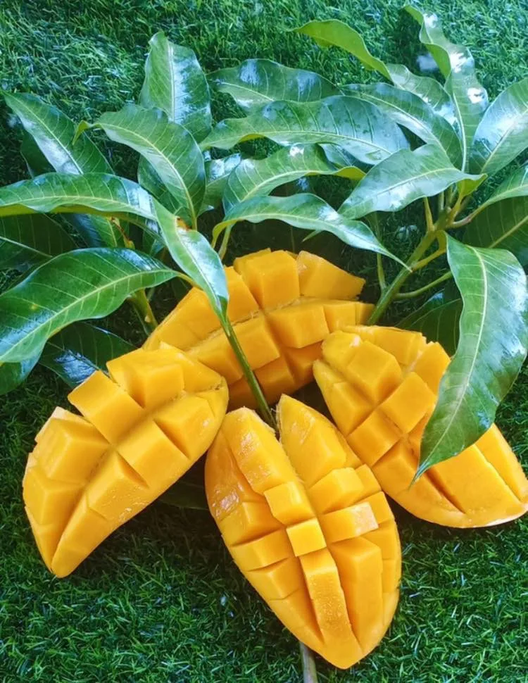 
Wholesale EWC Brand Thailand Fresh Gold Honey Namdokmai Mango GMG006 For Sale 