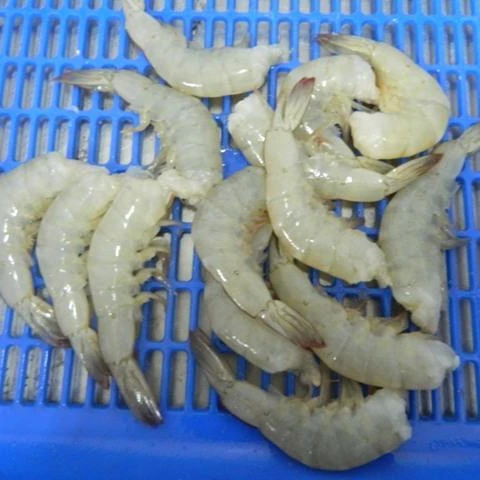 widely Selling Fresh Frozen Whole Vannamei Shrimp White / Black Tiger /prawn