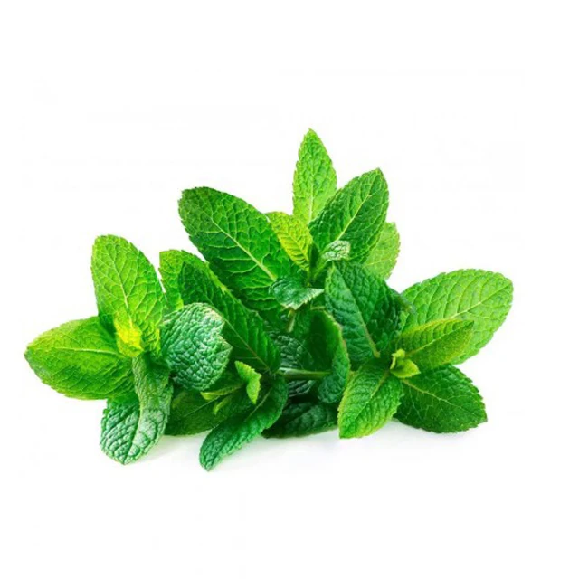 Mint leaves for Export / Fast delivery and Quick response / Wholesale from Vietnam