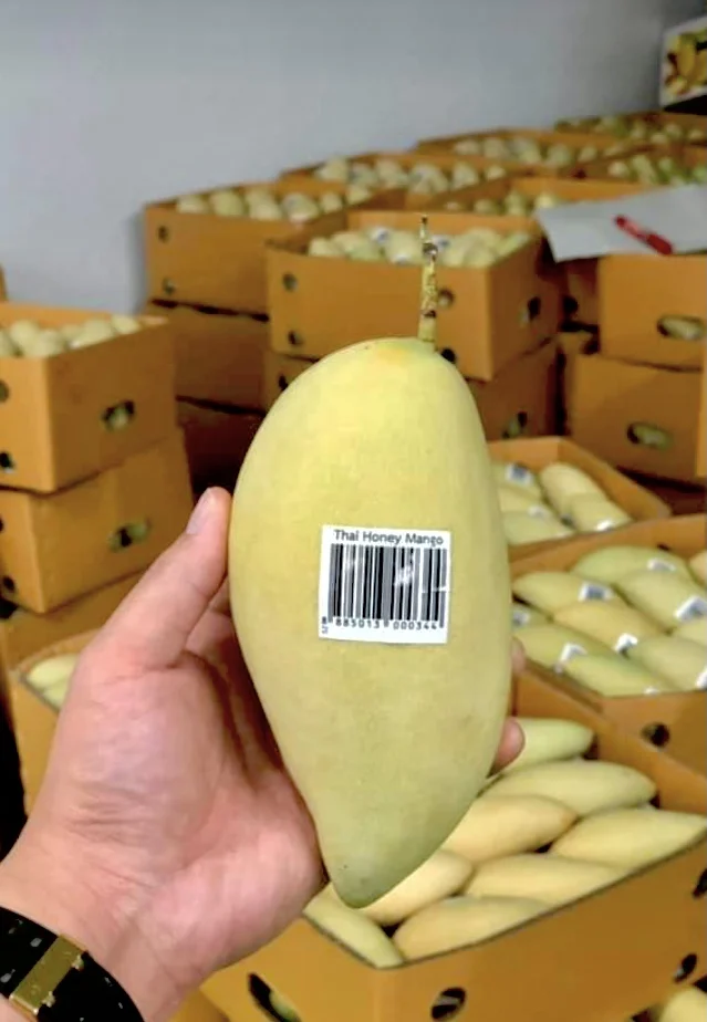 
Premium Seller Natural Fruit EWC Brand Thailand Fresh Mango Namdokmai Size 15cm 