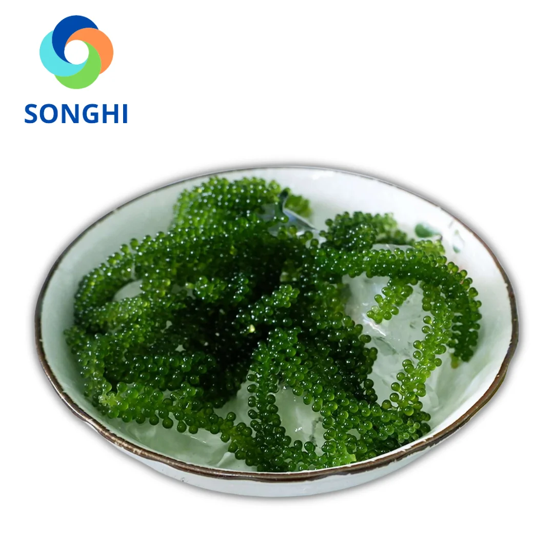 Морской виноград, зеленая Икра, водоросли, обезвоженные, высшего качества из Вьетнама, для оптовой продажи, картонная упаковка