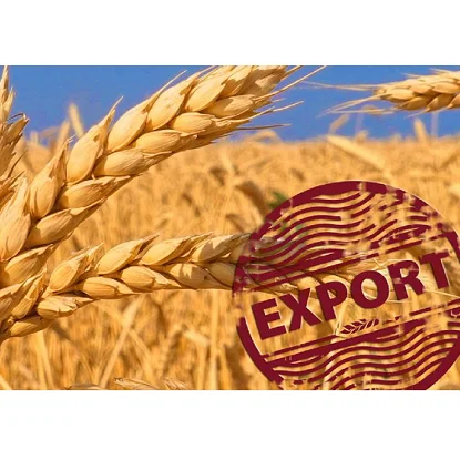 High quality wheat grains / Durum wheat wholesale