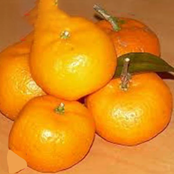 oranges/fresh mandarin orange/Citrus fruit